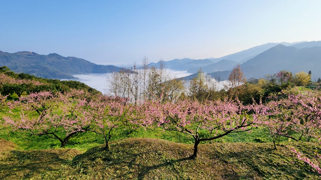 桃源深處 有山豬