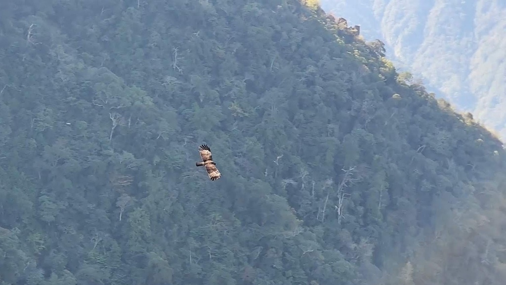 扶搖直上 九萬里