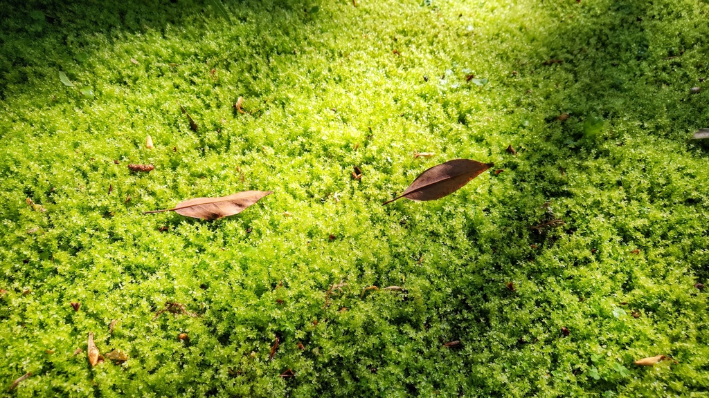 未若柳絮 因風起