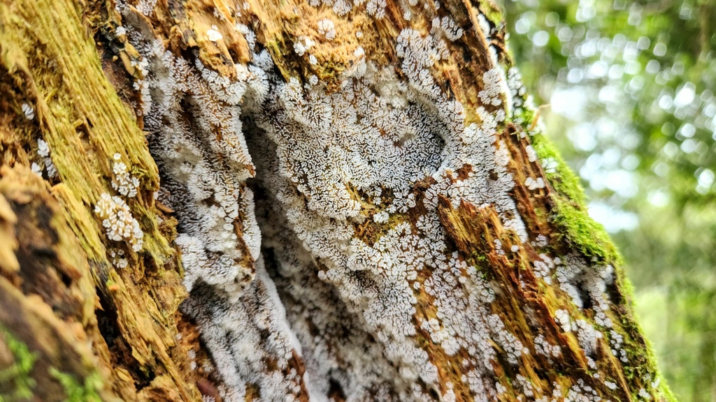 春來鳥鳴 山更幽