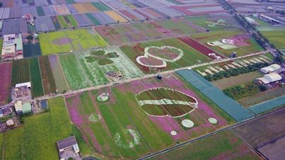 花海空拍