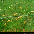 800px-Asparagus_officinalis_003.jpg