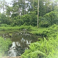 Jambi, rain forest
