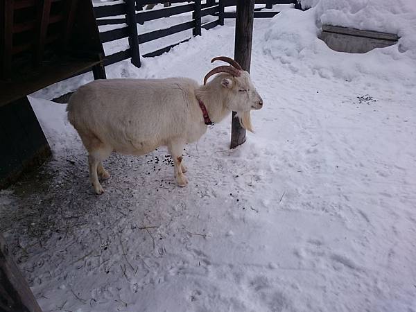 Day 4 旭山動物園18