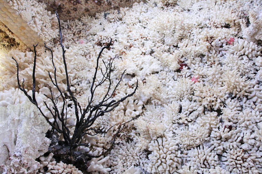 IMG_6602.JPG IMG_6602.JPG