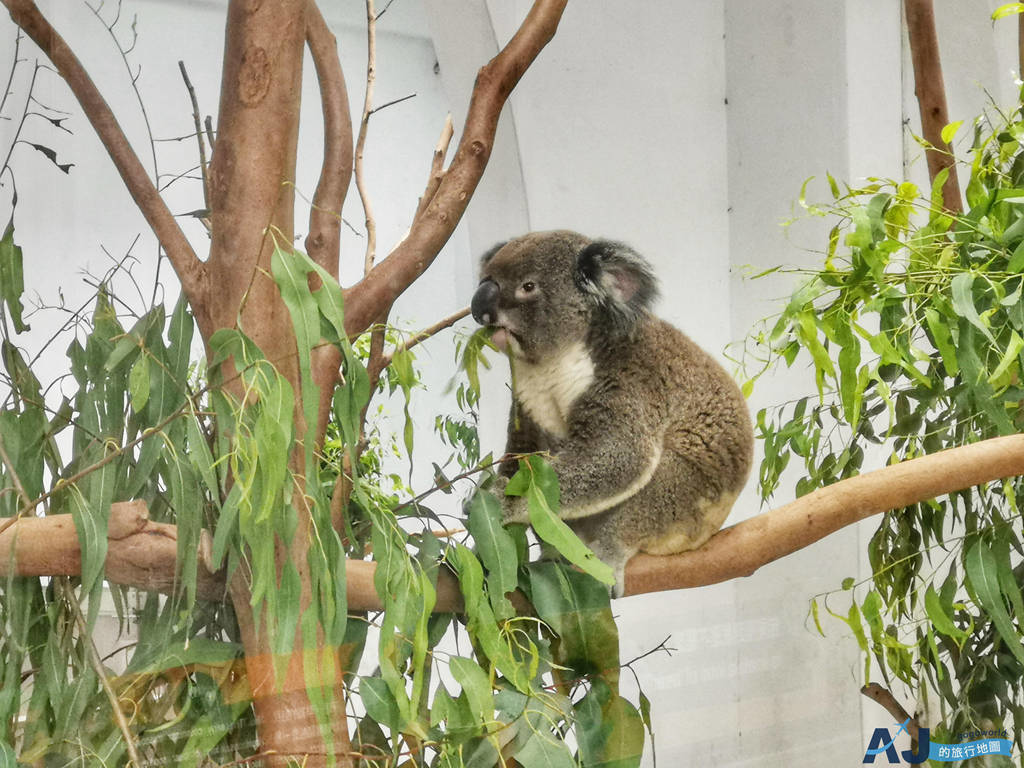 台北市立木柵動物園半日遊 一次看國王企鵝 無尾熊 大貓熊交通 開放時間 門票分享 Aj的旅行地圖 痞客邦