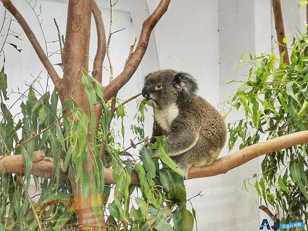 台北市立木柵動物園半日遊 一次看國王企鵝 無尾熊 大貓熊交通 開放時間 門票分享 Aj的旅行地圖 痞客邦 台北市立木柵動物園半日遊 一次看國王企鵝 無尾熊 大貓熊交通 開放時間 門票分享 Aj的旅行地圖 痞客邦