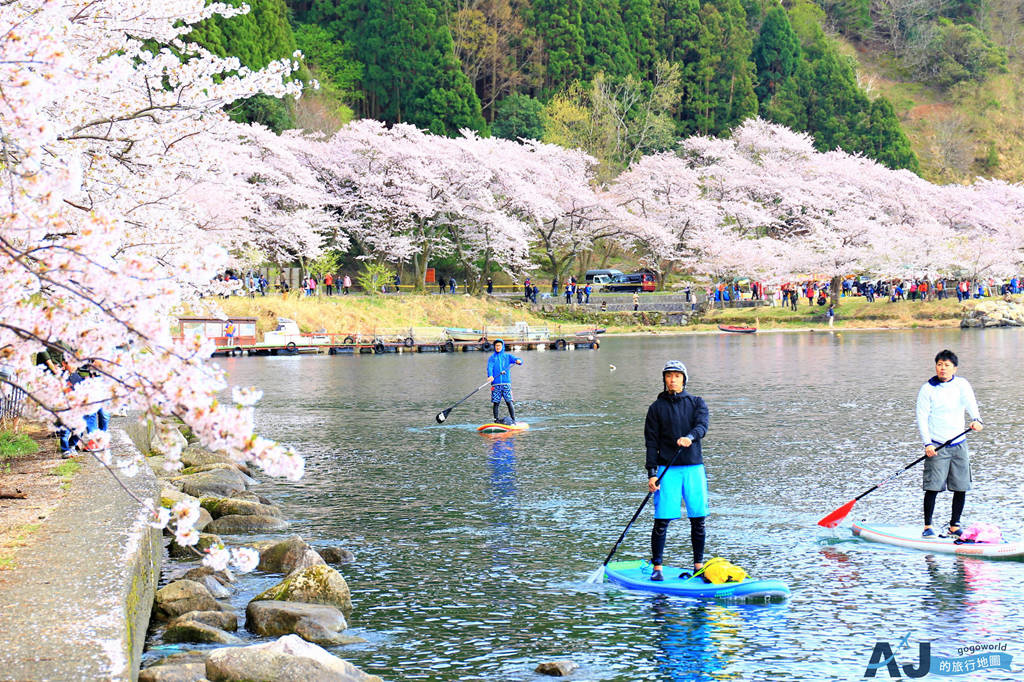 [遊記] 滋賀縣 海津大崎 日本櫻名所100選