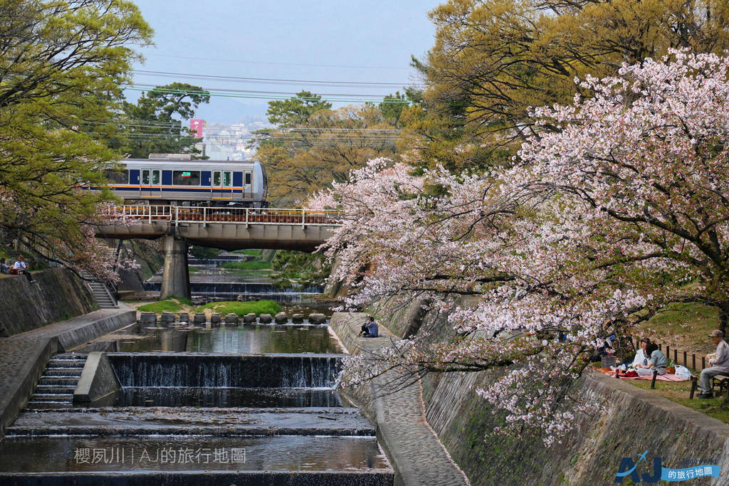 [遊記] 兵庫 夙川公園 夙川河川敷綠地 櫻百選