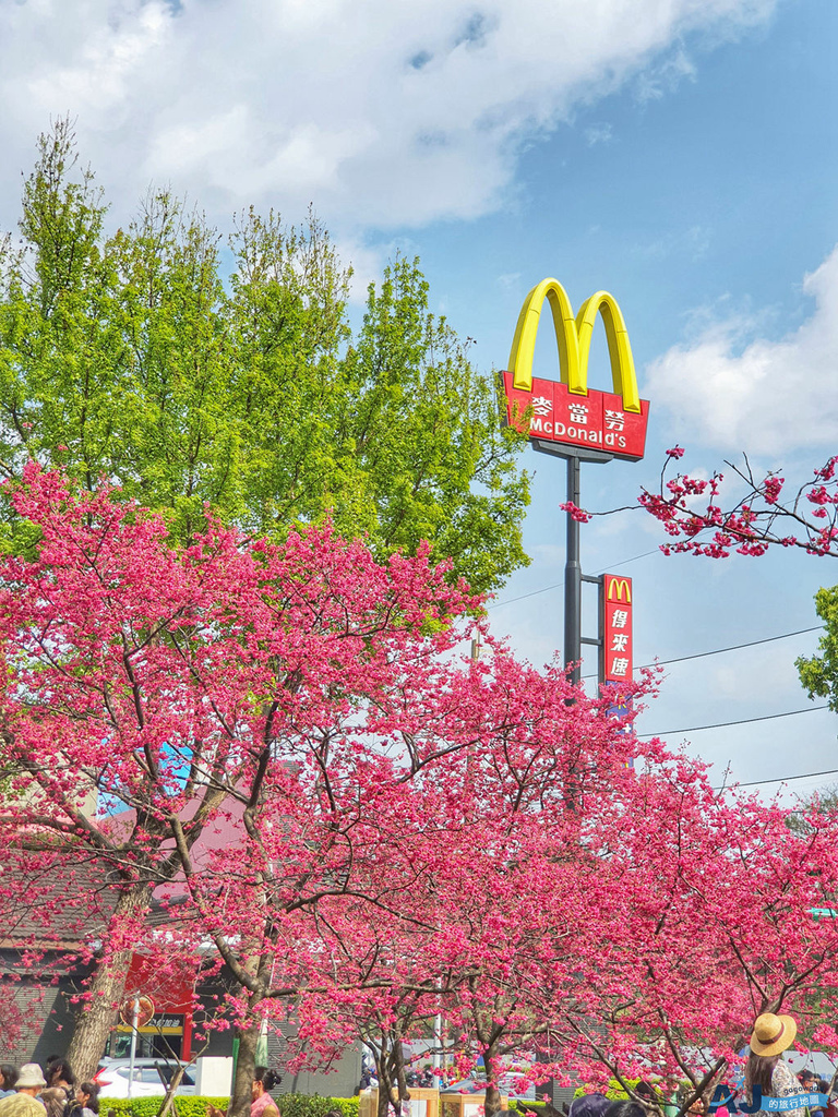 [心得] 莒光公園賞櫻去