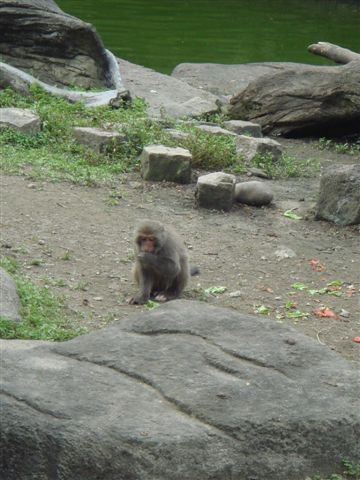小猴子好可愛