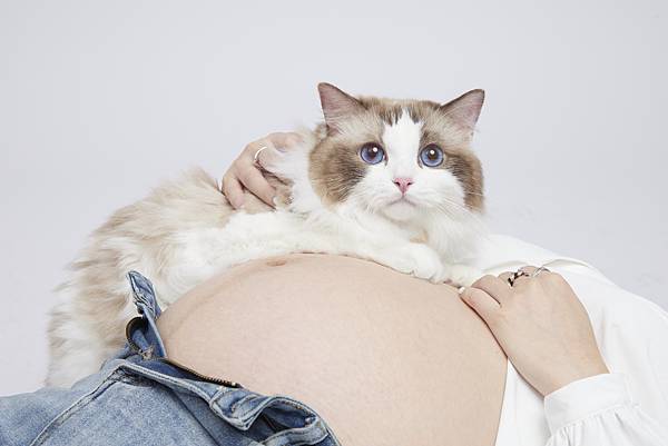 跟先生一起帶貓咪和肚子裡的人類寶寶拍全家福 HOLO+FA 跟先生一起帶貓咪和肚子裡的人類寶寶拍全家福 HOLO+FA