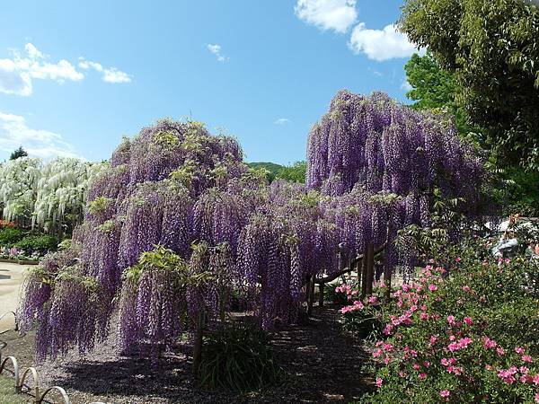 0502_4足利花園_207