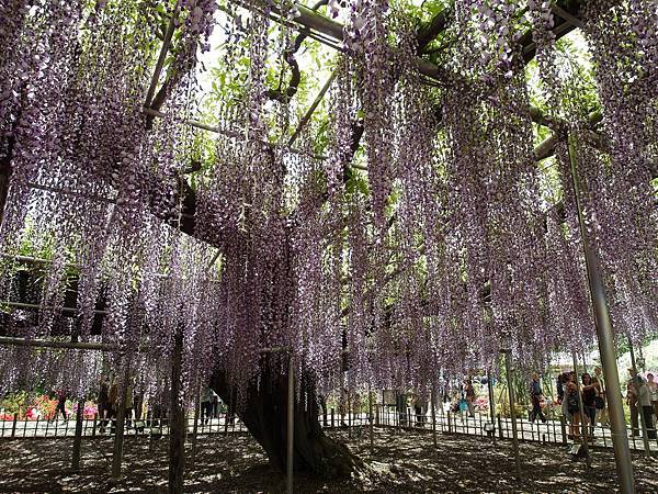 0502_4足利花園_149