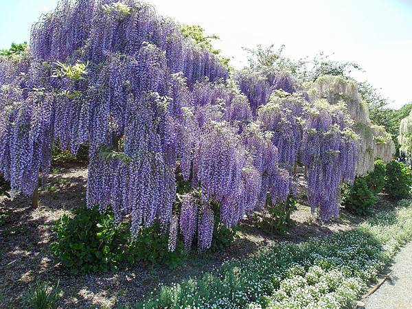 0502_4足利花園_126