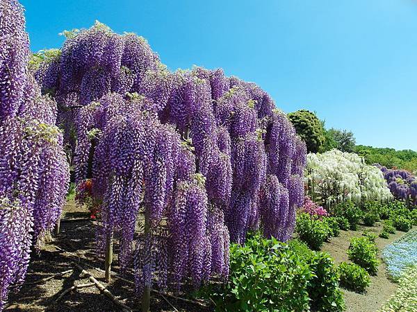 0502_4足利花園_116