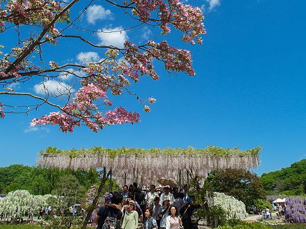 0502_4足利花園_098