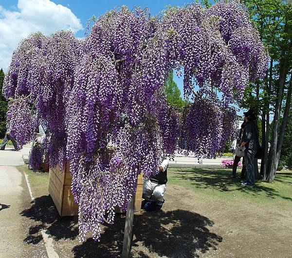 0502_4足利花園_034