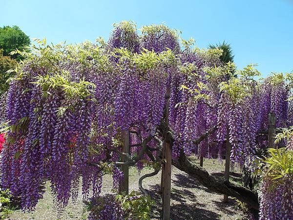 0502_4足利花園_019