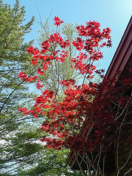 0601_5釧路溼原_丹頂鶴國家公園_023