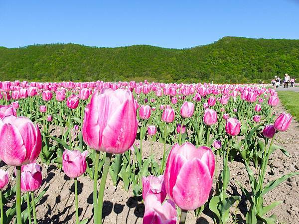 0602_8上湧別鬱金香公園_058