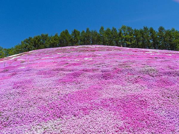 0602_6東藻琴芝櫻公園_111