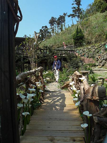 140413 陽明山_竹仔湖_海芋_300