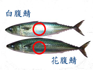 鯖魚比較圖.jpg