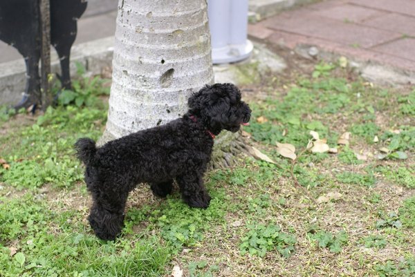 就是這隻超可愛的小黑狗