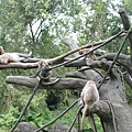 台灣彌猴