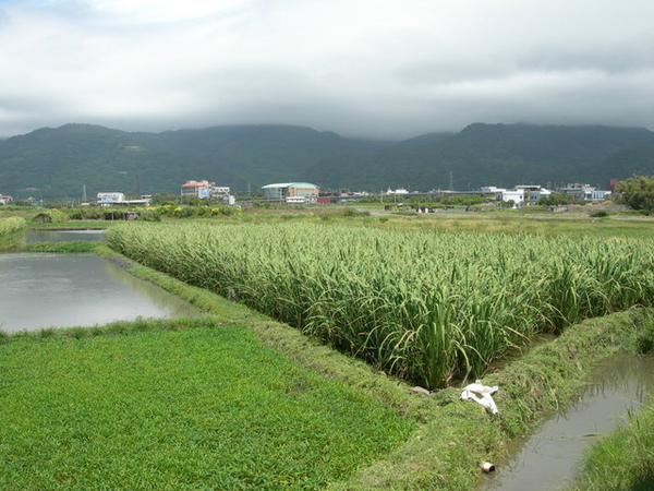 我跑去田裡大便..