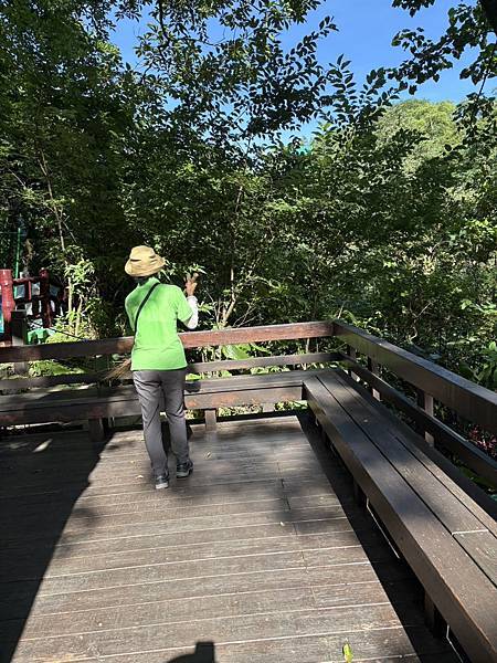 20250615桐花公園駐站(有毒植物。記錄:李佳穎 20250615桐花公園駐站(有毒植物。記錄:李佳穎