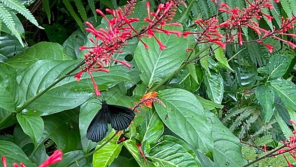 2025.9.21重慶慈惠堂路段觀察 紀錄:陳秋靜 2025.9.21重慶慈惠堂路段觀察 紀錄:陳秋靜