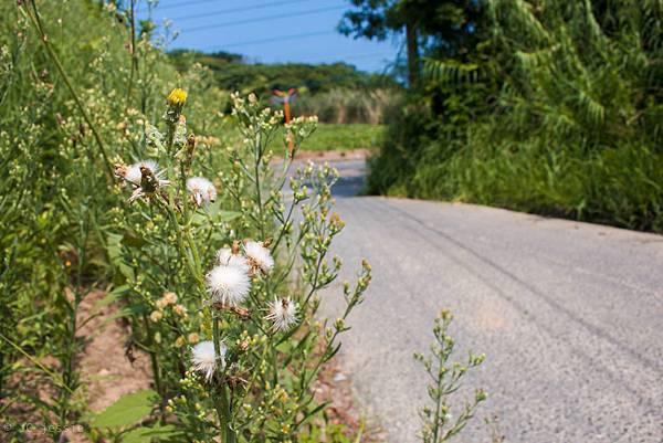 IMG_4425.jpg IMG_4425.jpg