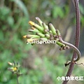 黃鵪菜，別名：山根龍、山菠薐、山芥菜、山瓜茶，山刈菜、一枝香、黃瓜菜、黃花菜、罩壁癀、罩壁蟑螂、苦藥菜、黃花菜、山飛龍、山菘菠、土芥菜、野芥菜、野芥蘭、芥菜仔、臭頭苦苴