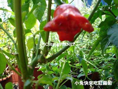 鬼椒