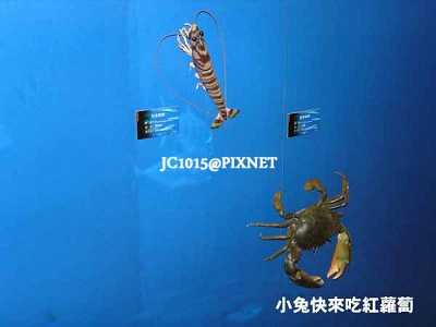 教育牆(日本對蝦【斑節蝦】、巨緣青蟹【紅蟳】)