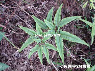 芒萁，別名：芒萁骨、小裏白、小羊齒、山蕨、三叉齒朵、蜈蚣草、鐵芒萁、欽芒萁、芼仔、山旺芼仔、毛枝、毛萁、草芒、烏萁、雞毛蕨