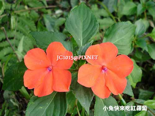 中和烘爐地 非洲鳳仙花 別名 矮鳳仙 指甲花 勿碰我 眼底雲煙過盡時 痞客邦 中和烘爐地 非洲鳳仙花 別名 矮鳳仙 指甲花 勿碰我 眼底雲煙過盡時 痞客邦