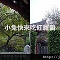 開元寺(傳說開出白色蓮花之千年古桑樹)