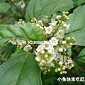 台灣山桂花，別名：九切茶、山桂花、六角草、烏樹仔、鯽魚膽、Kurisa（排灣）