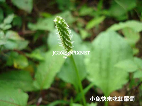 車前草，別名：路霸草、台灣車前、車前、五斤草、五根草、前貫草、當道、牛遺、蝦蟆衣、牛舌、車輪菜、魚草