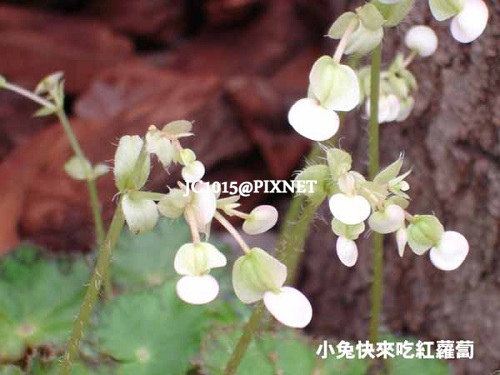 菊展的造景植物