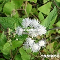 白花藿香薊，別名：藿香薊、勝紅薊、一枝香、鹹蝦花、毛麝香、蝶子草、南風草、柳仔癀、白花草、白花香草、白花臭草、Saapan（排灣)