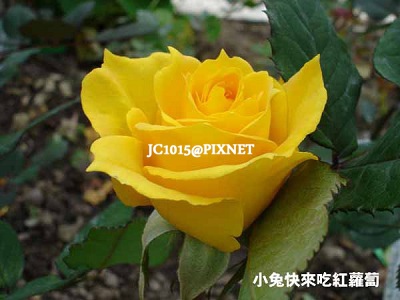 玫瑰花