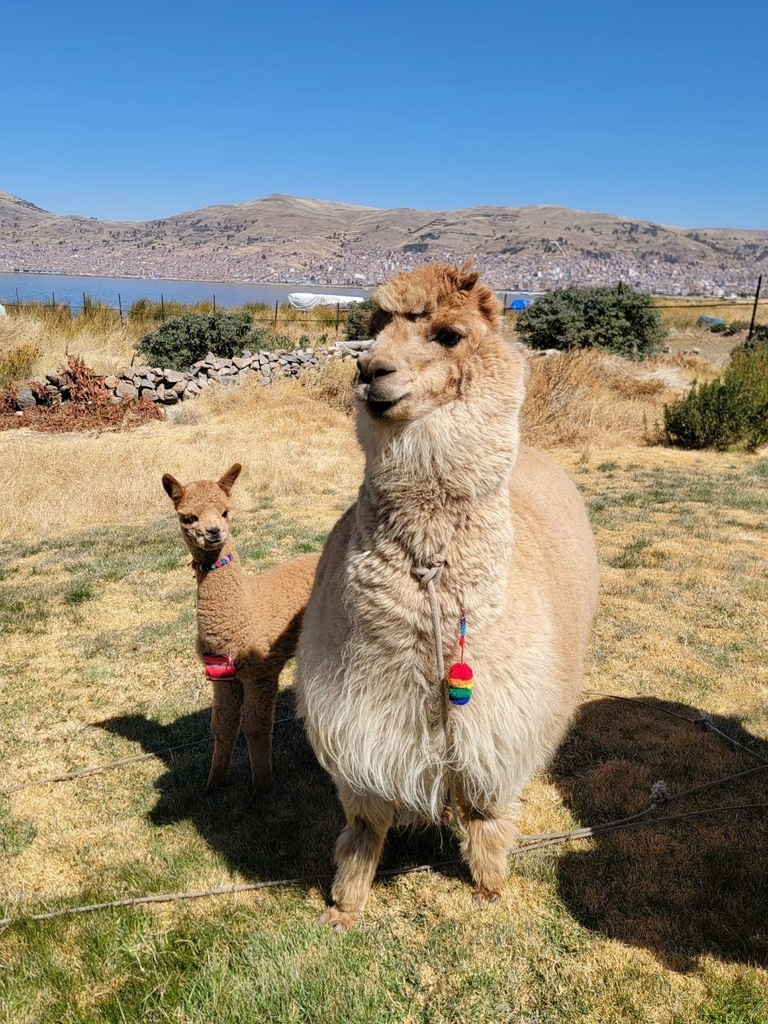 普諾 Puno & 的的喀喀湖 (Titicaca Lake