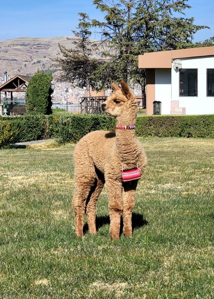 普諾 Puno & 的的喀喀湖 (Titicaca Lake