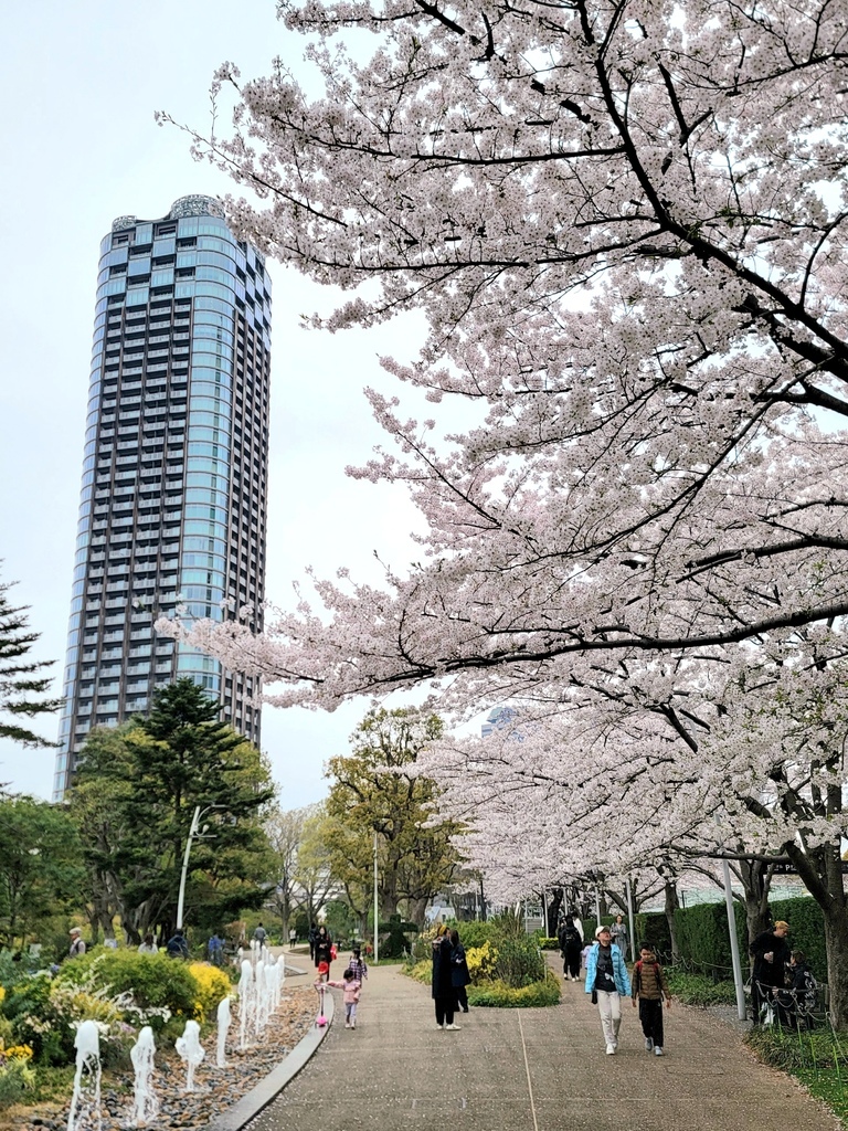 2024 東京櫻花 (2)