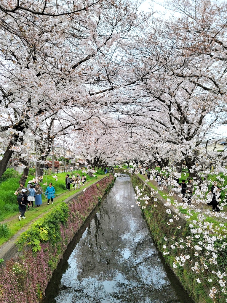 2024 東京櫻花 (2)