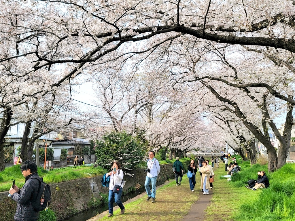 2024 東京櫻花 (2)